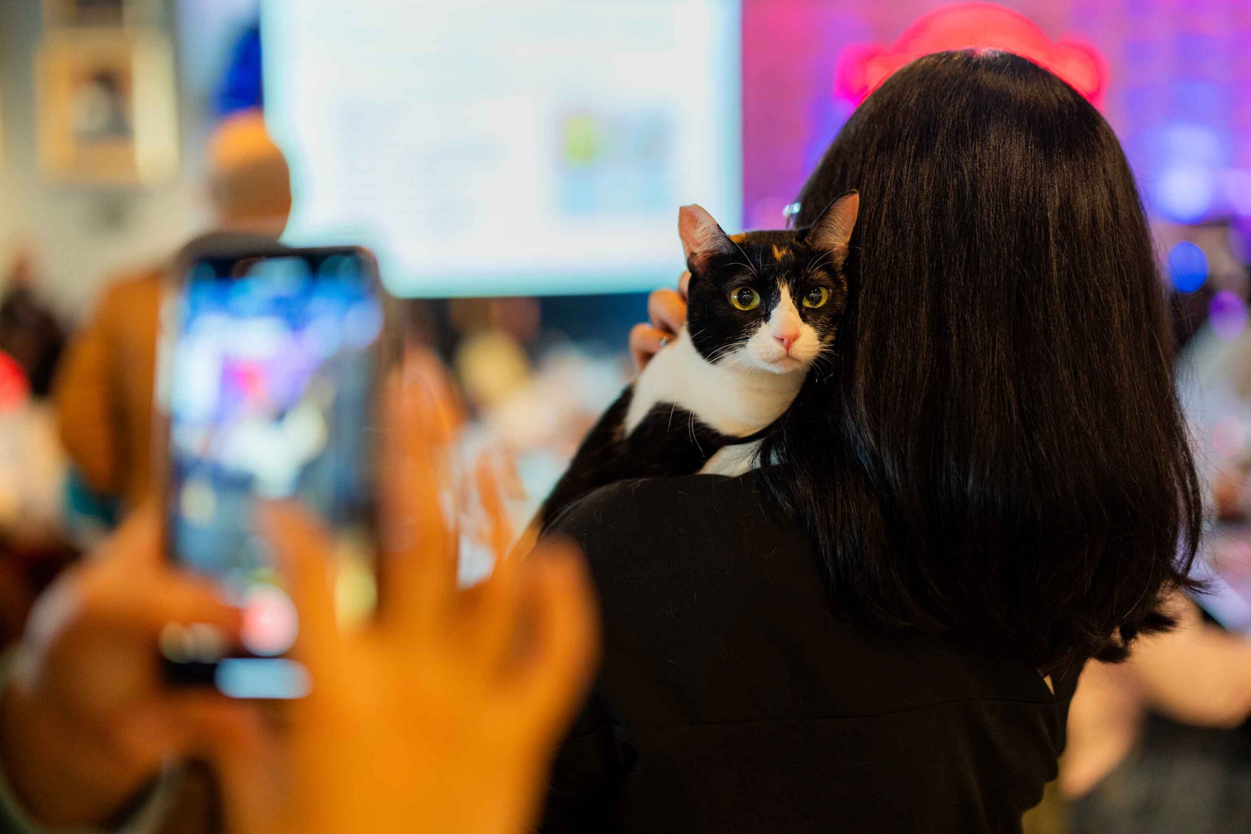 IT’S ALL ABOUT MEOW! Hard Rock Cafe Manila hosts a FREE Global Cat Day